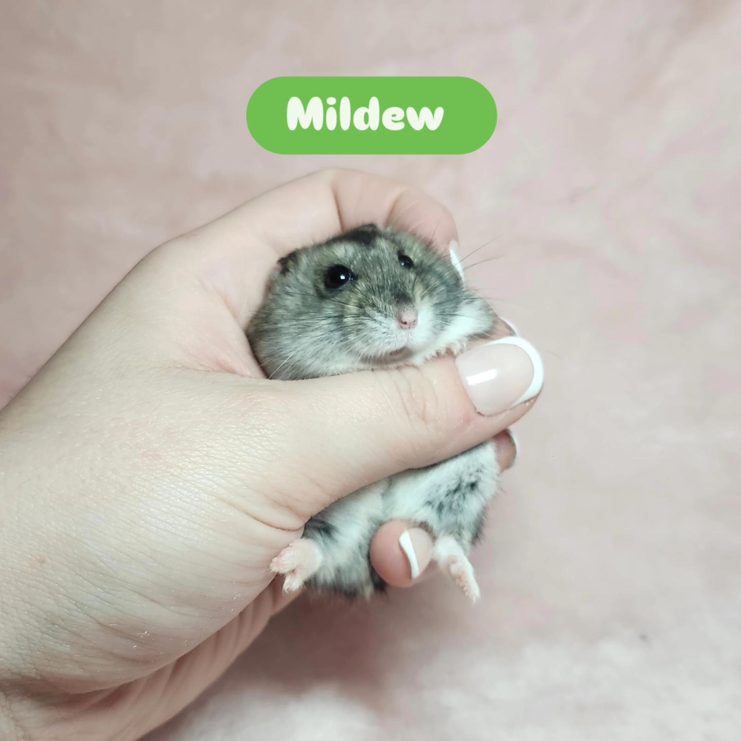 Mildew, a ADOPTABLE Hamster in West Chester, OH image 3/5