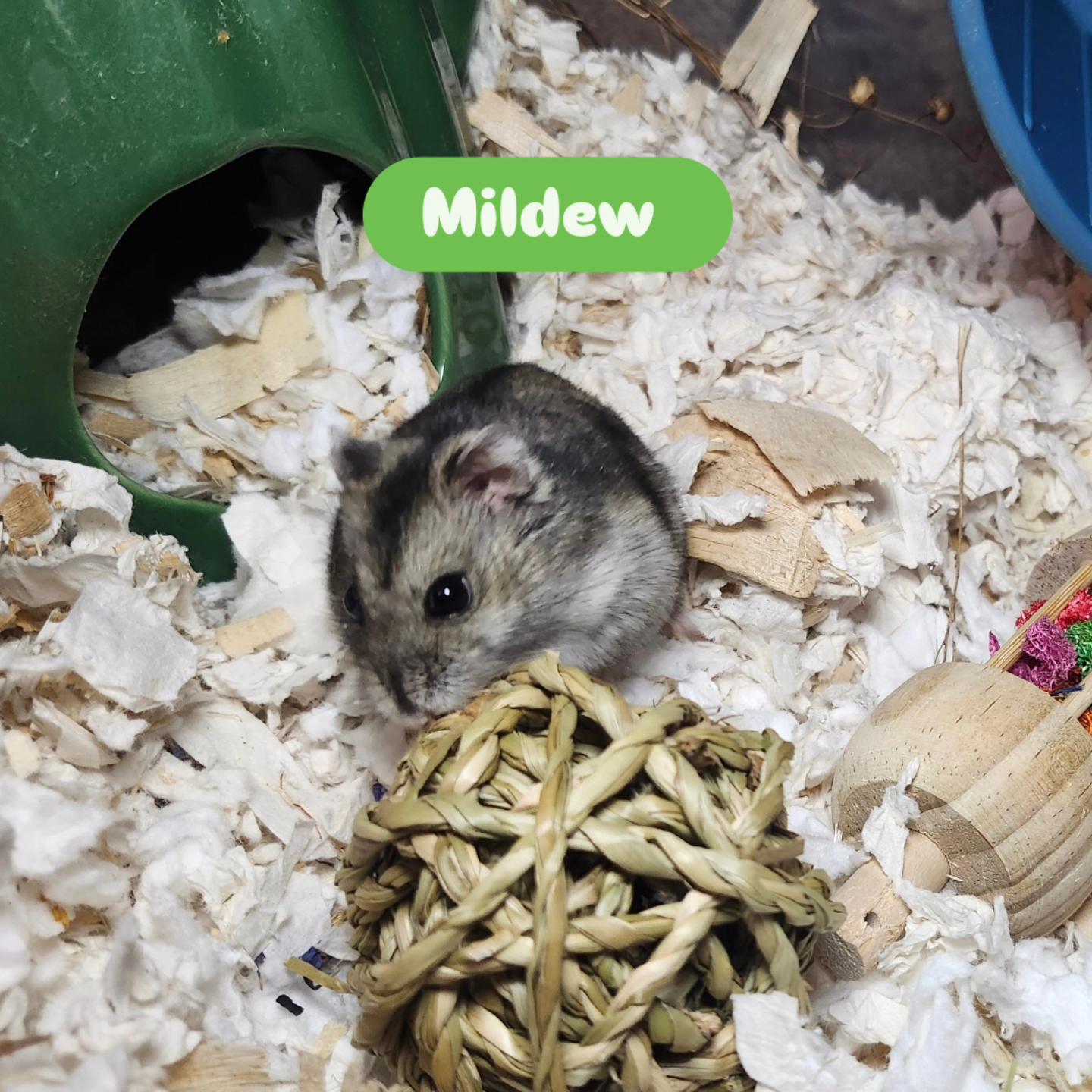 Mildew, a ADOPTABLE Hamster in West Chester, OH image 5/5