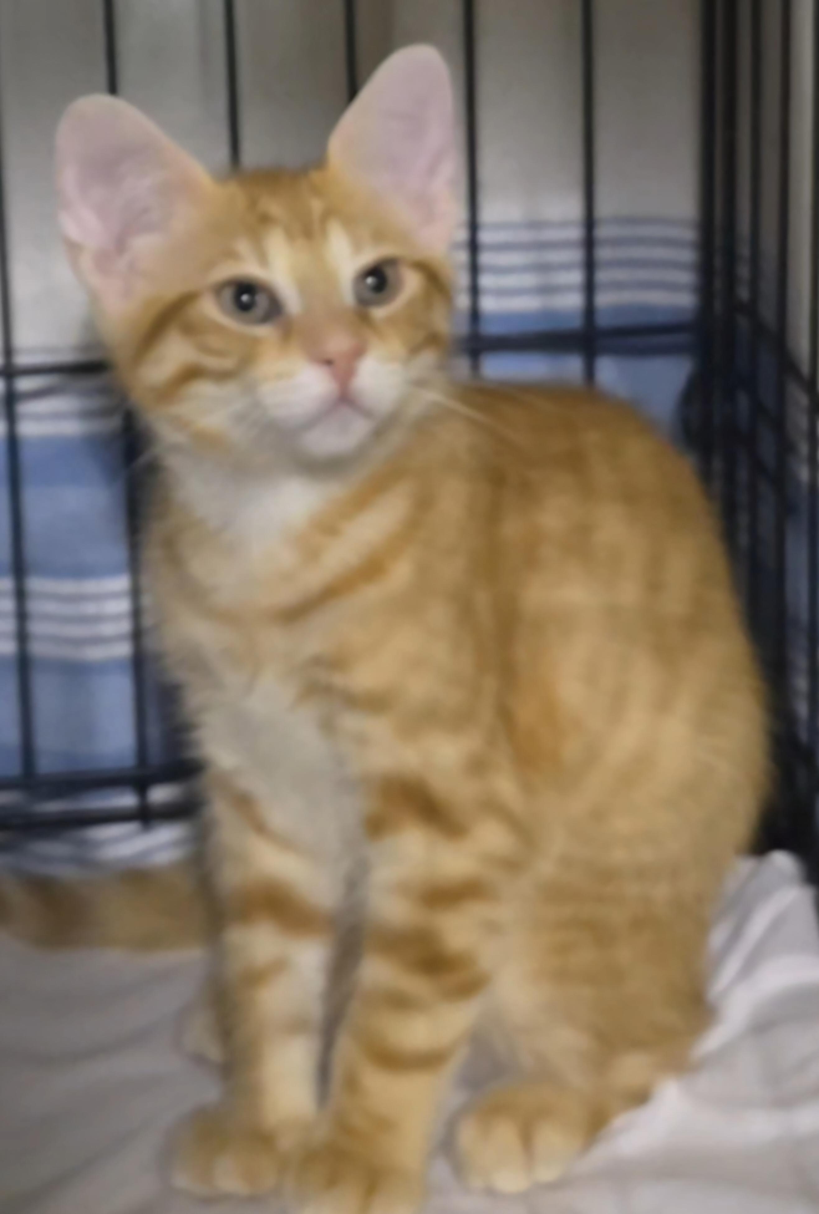 Tobie, a ADOPTABLE Domestic Short Hair in Stevensville, ON image 2/2