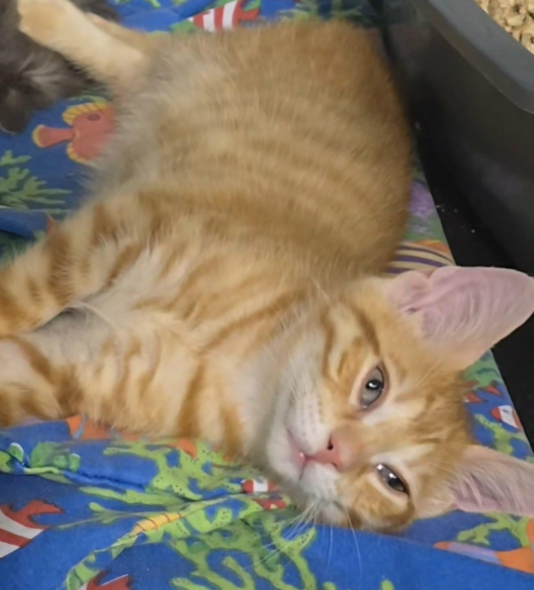 Tobie, ADOPTABLE, Young Male Domestic Short Hair.