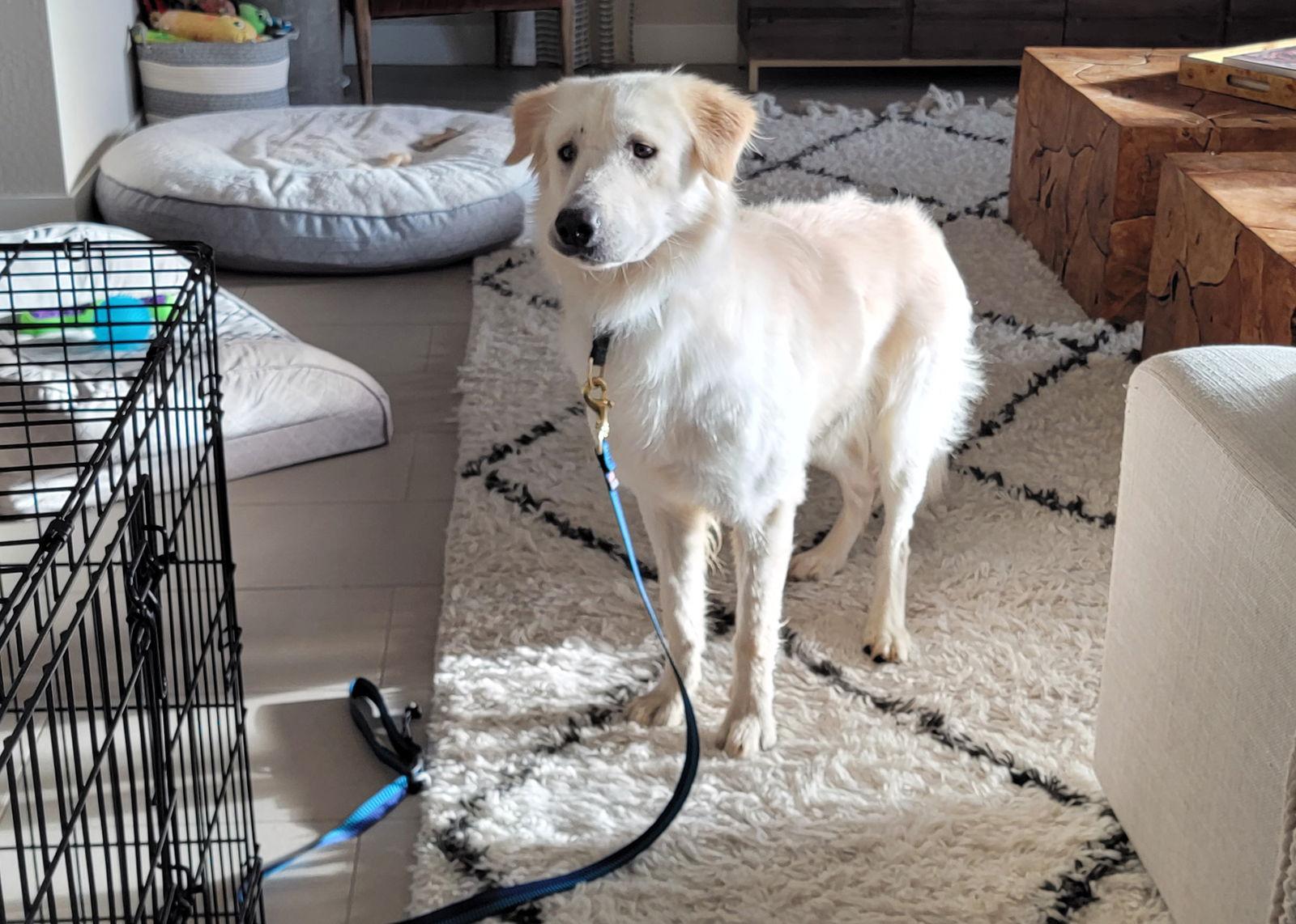 Thor/Tucker, Adopted, Young Male Golden Retriever.