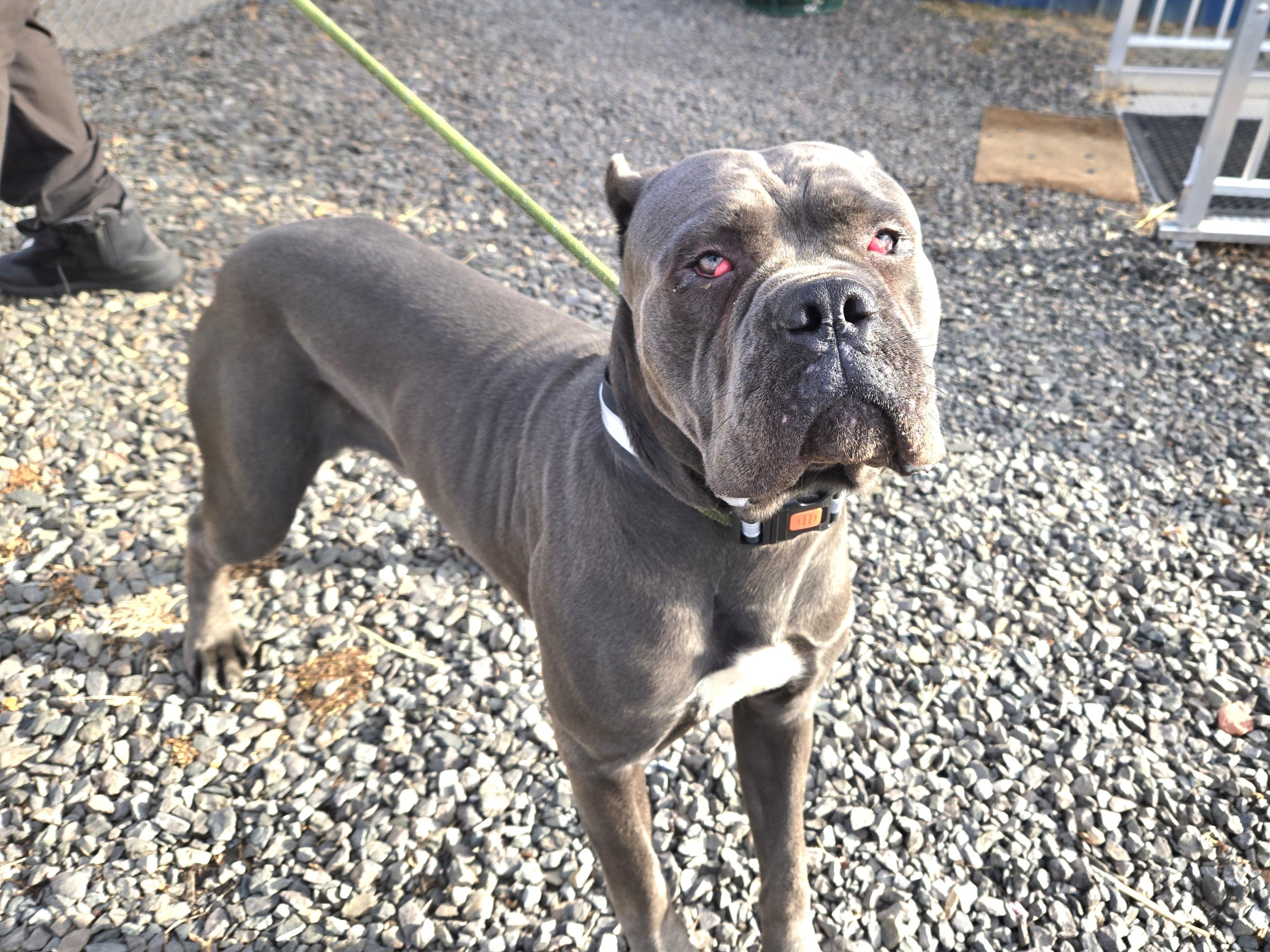 Enlarge Jake, a ADOPTABLE Cane Corso in Trenton, NJ image 3/3