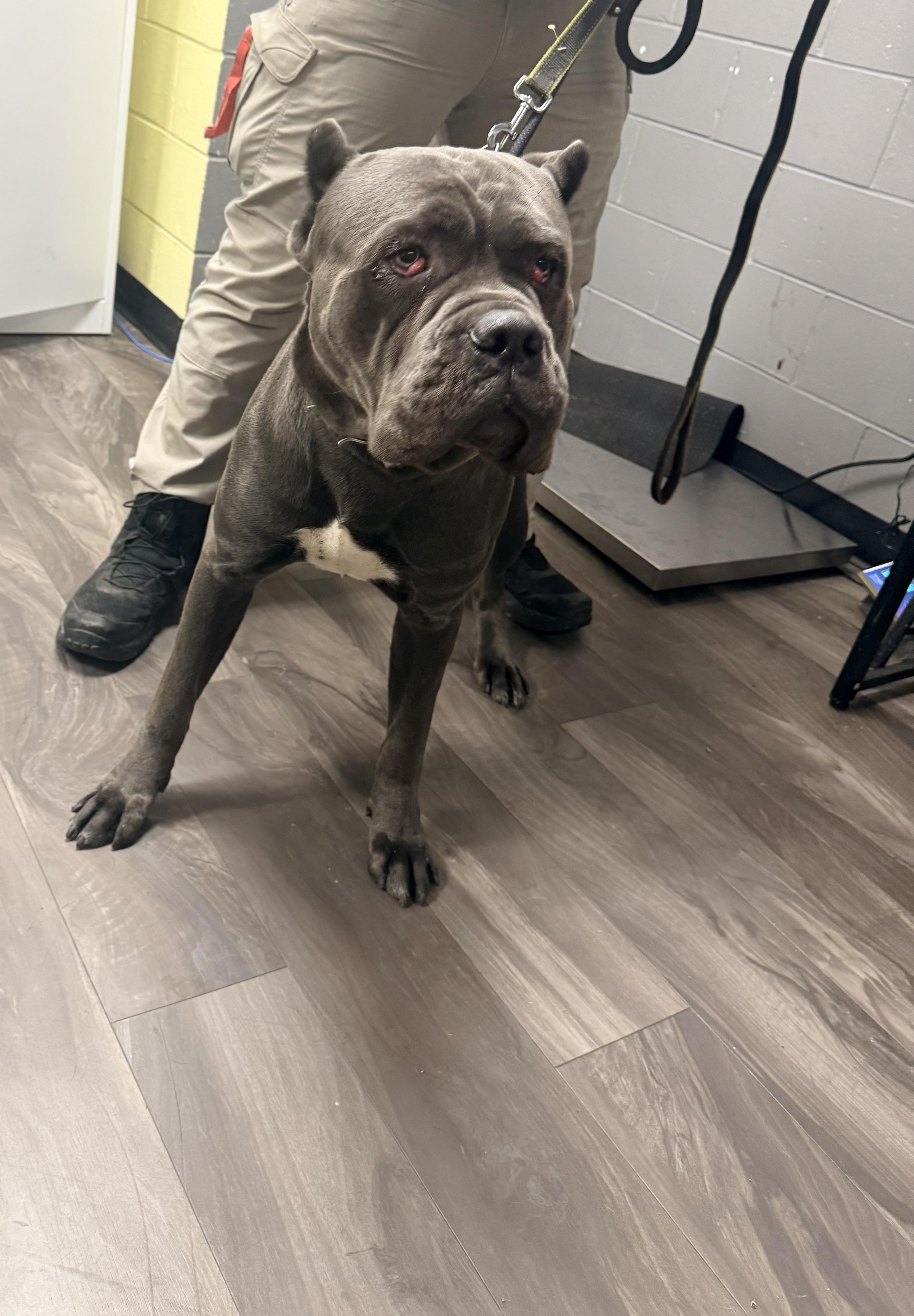 Enlarge Jake, a ADOPTABLE Cane Corso in Trenton, NJ image 1/3