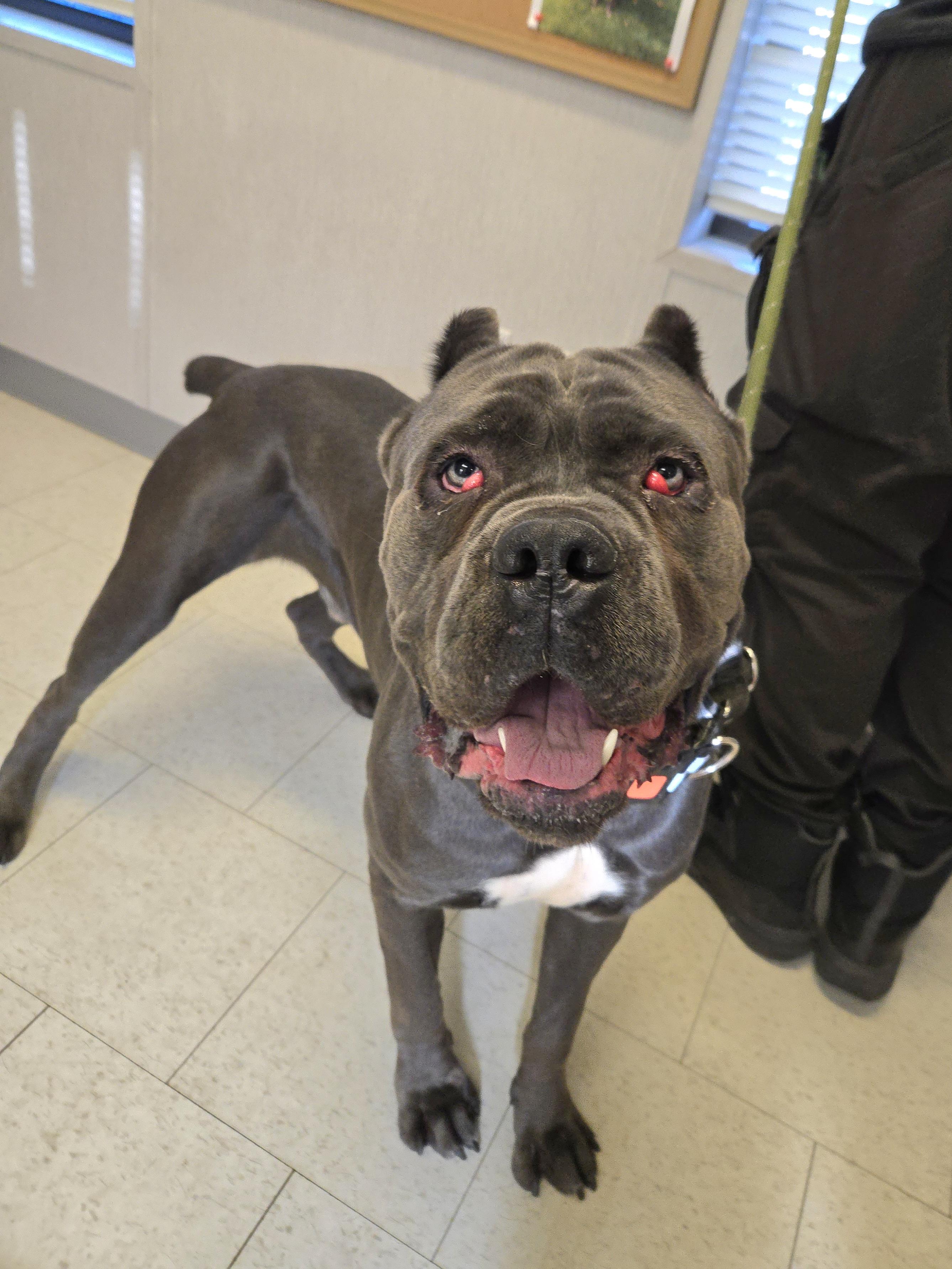 Enlarge Jake, a ADOPTABLE Cane Corso in Trenton, NJ image 2/3