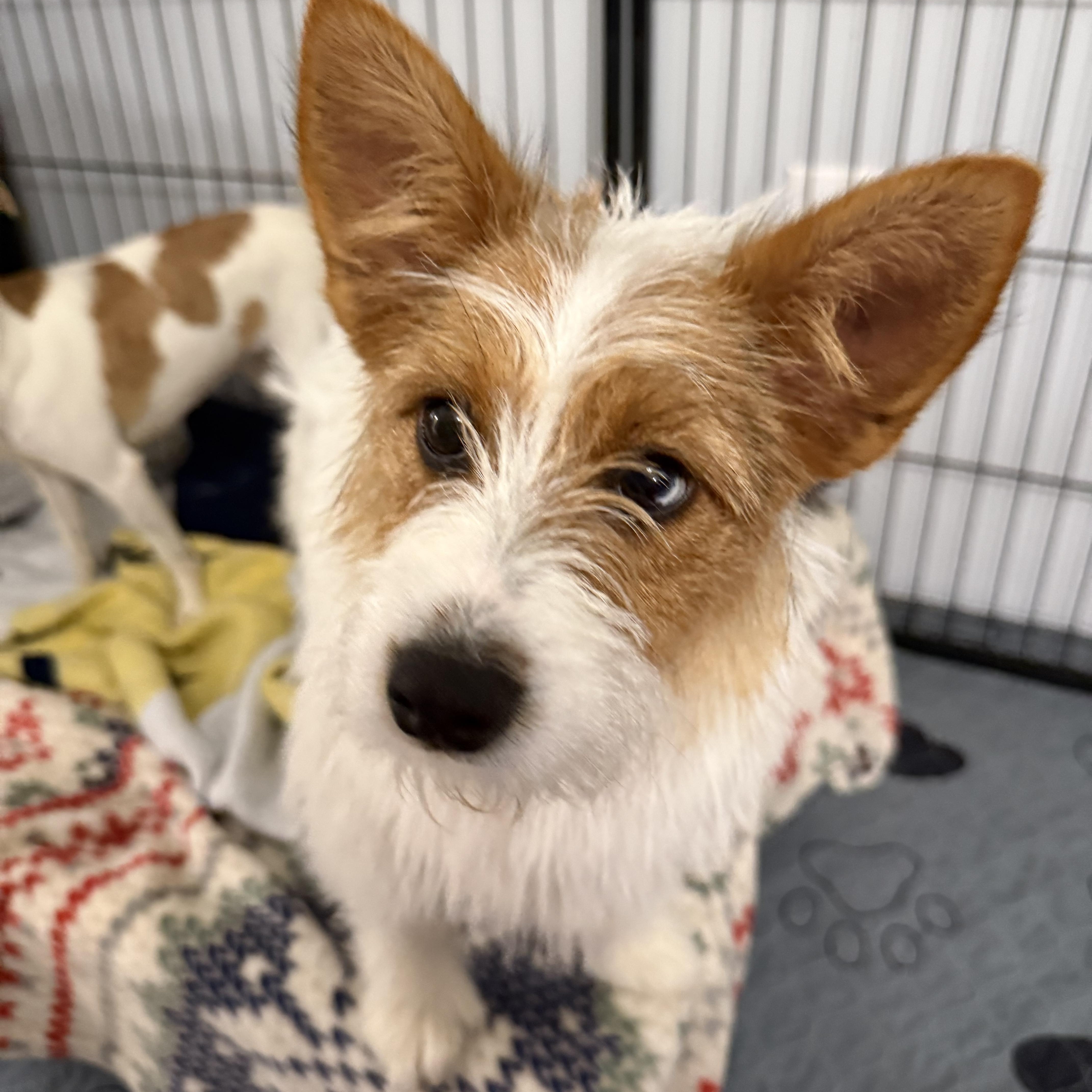 Enlarge Buttercup, an adopted Parson Russell Terrier in Kings Mountain, NC image 5/6