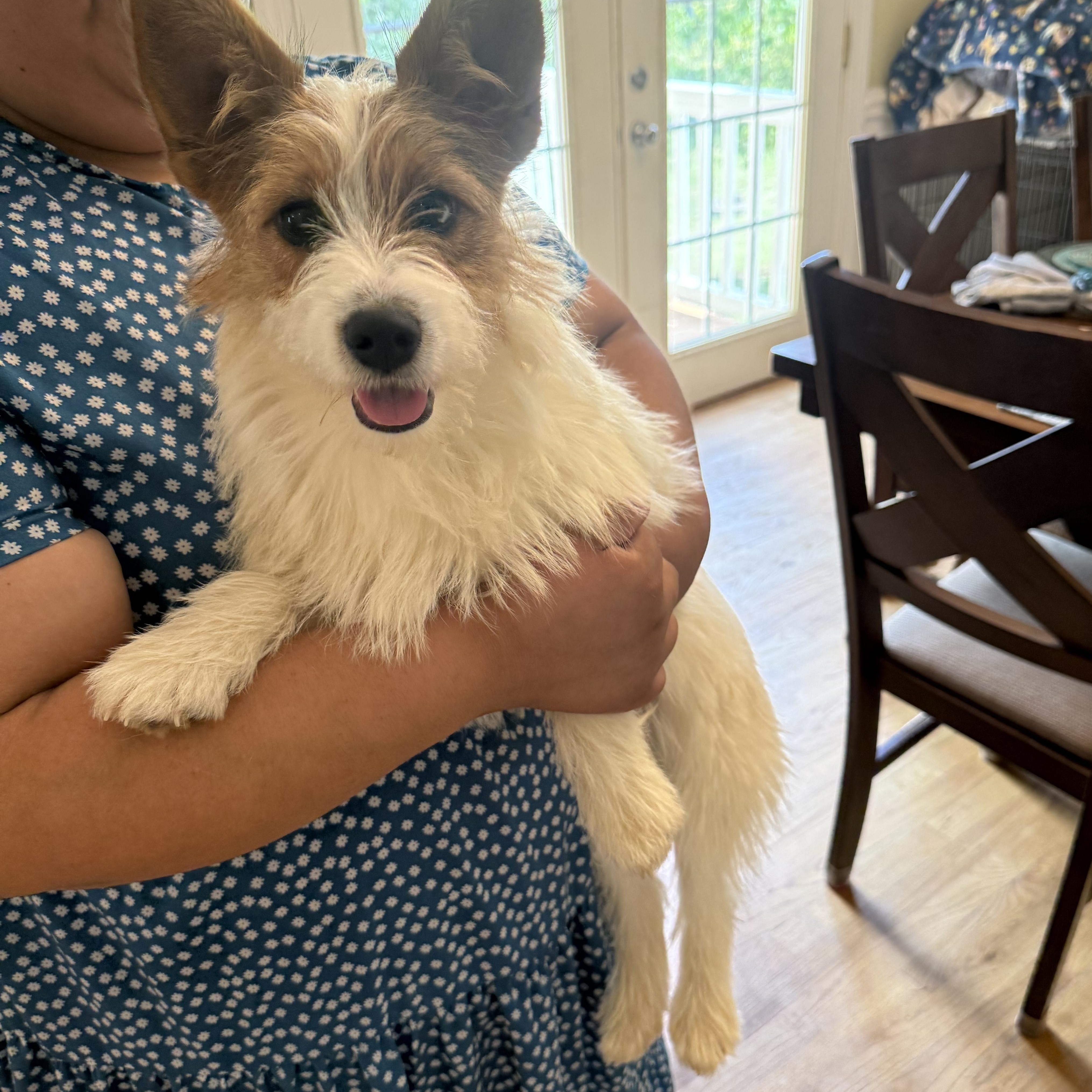 Enlarge Buttercup, an adopted Parson Russell Terrier in Kings Mountain, NC image 6/6