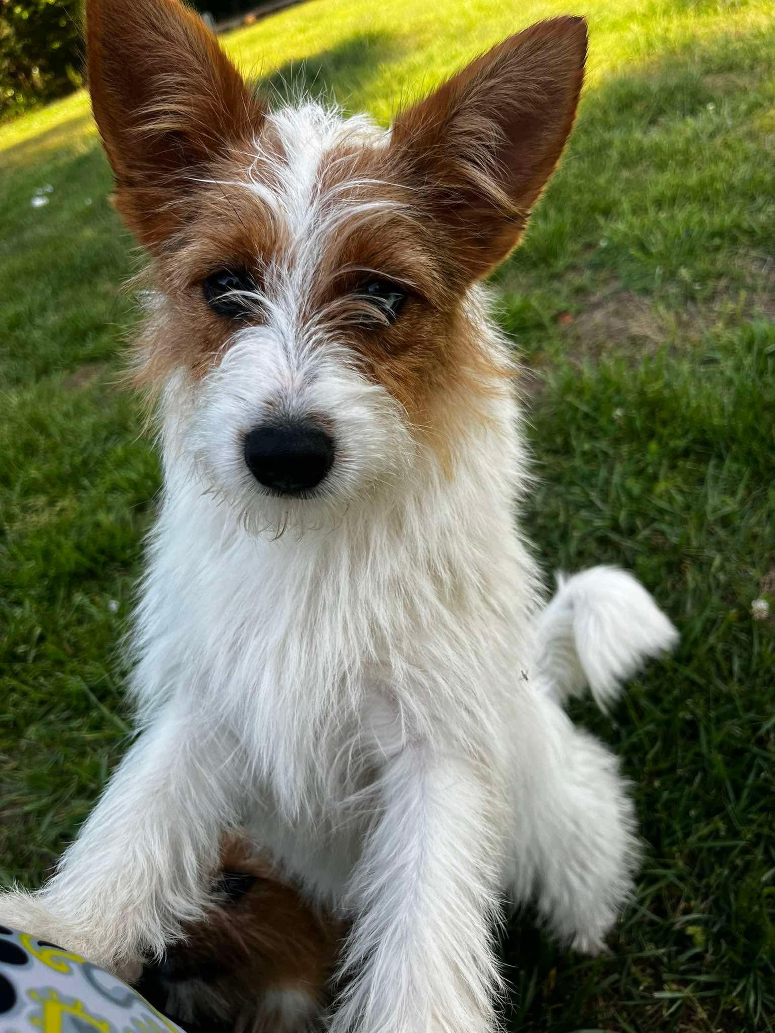 Enlarge Buttercup, an adopted Parson Russell Terrier in Kings Mountain, NC image 3/6
