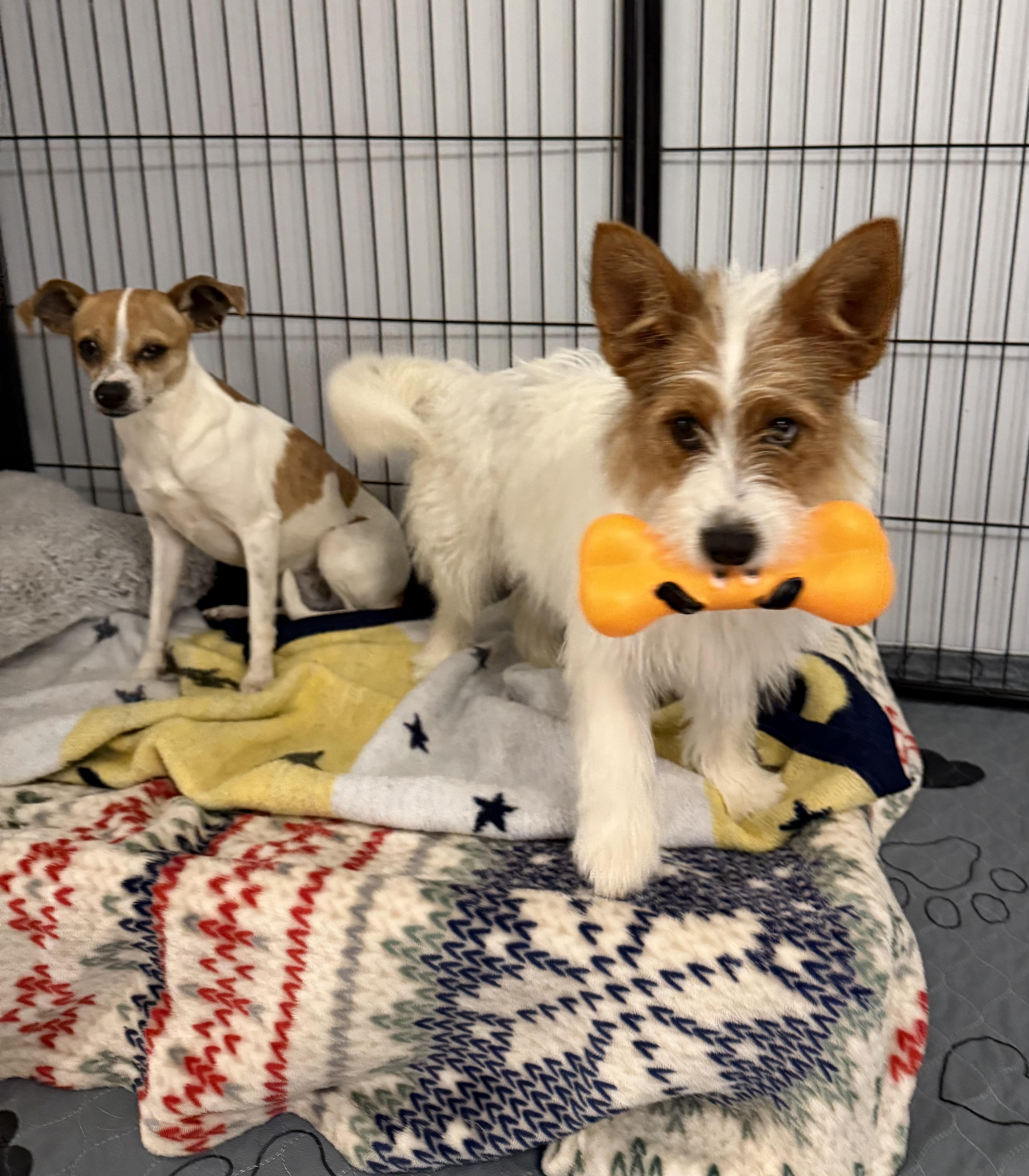 Enlarge Buttercup, an adopted Parson Russell Terrier in Kings Mountain, NC image 4/6