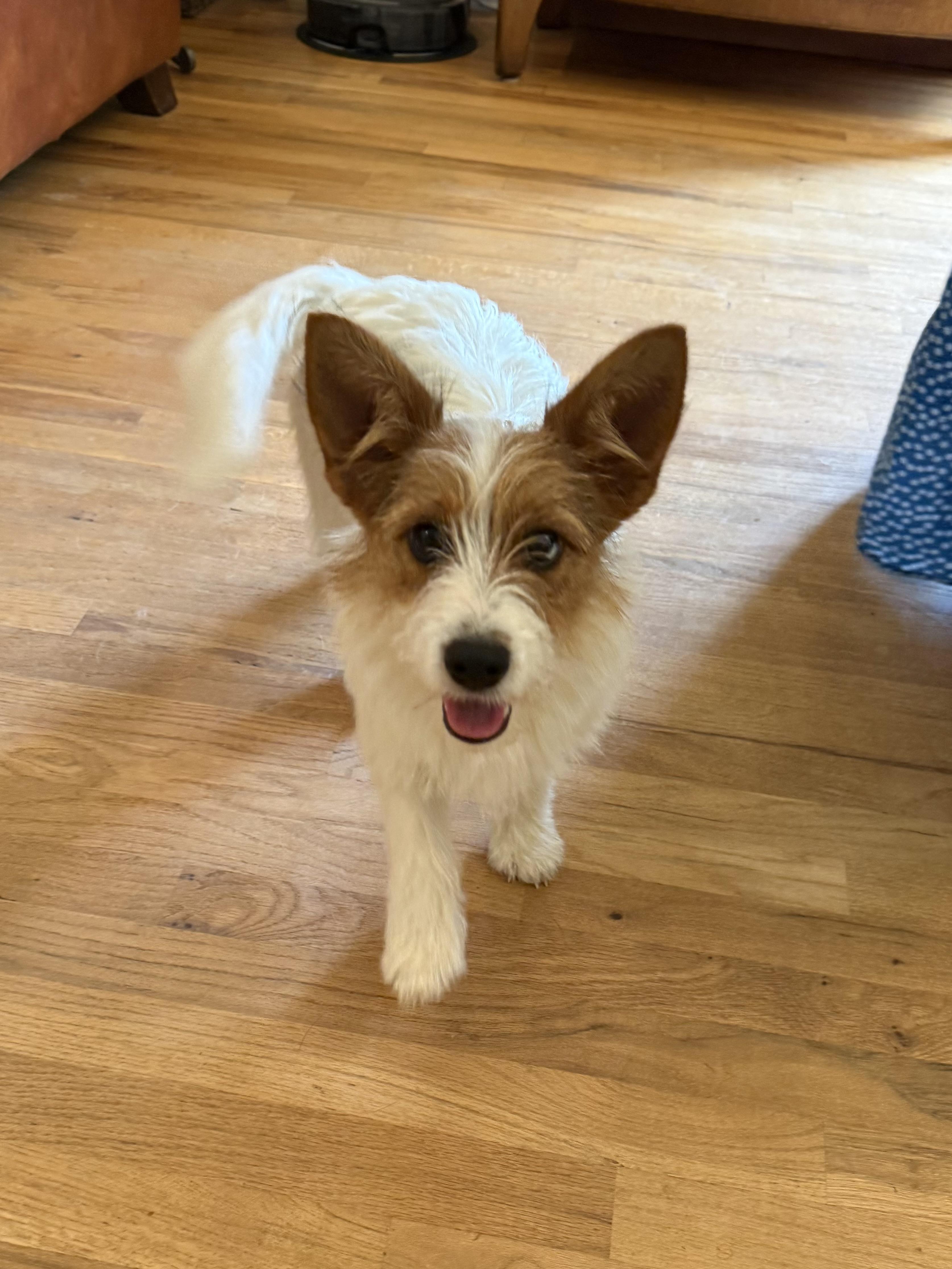Enlarge Buttercup, an adopted Parson Russell Terrier in Kings Mountain, NC image 2/6