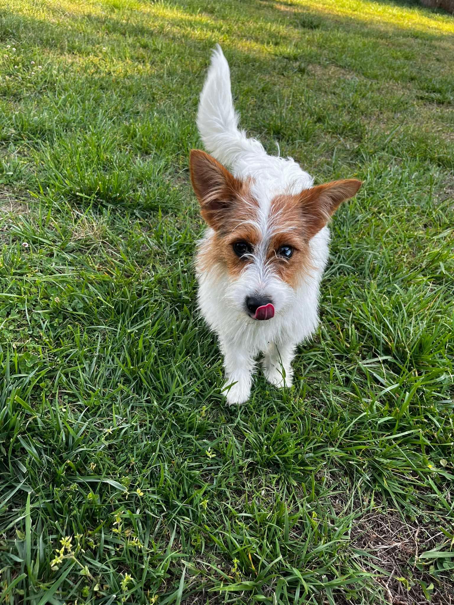Buttercup, adopted, Young Female Parson Russell Terrier.