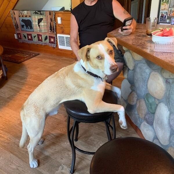 JJ Ryder a Straight Up Dude Dog