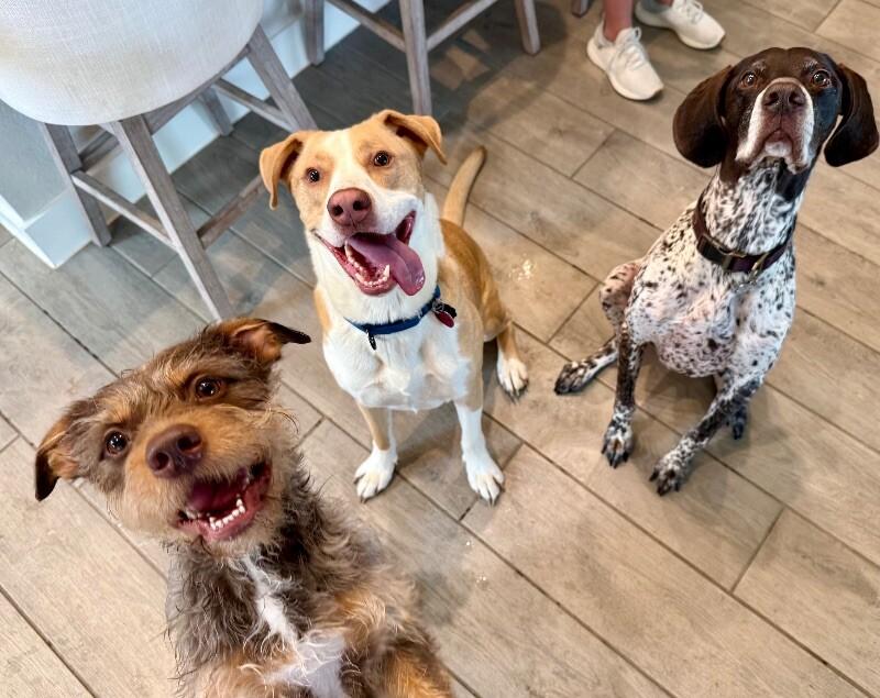 JJ Ryder a Straight Up Dude Dog — thumbnail 3