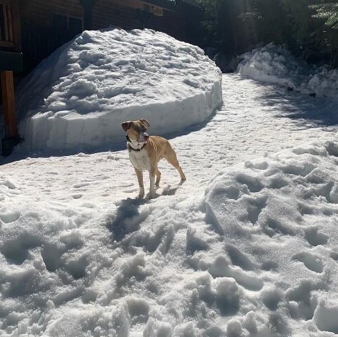 JJ Ryder a Straight Up Dude Dog — thumbnail 4