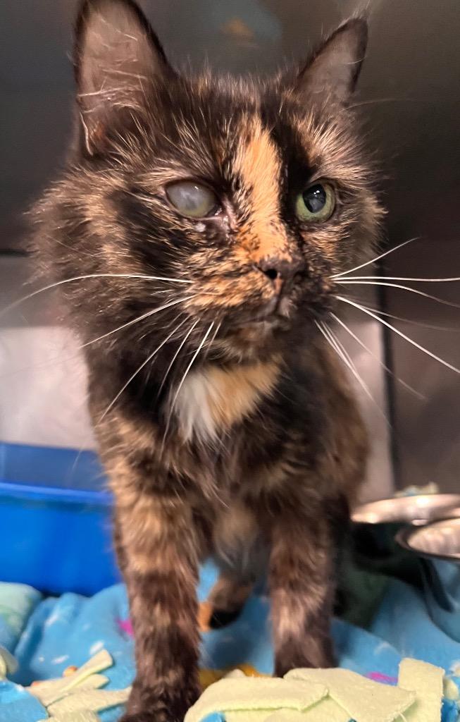 Friskies (barn), Adopted, Adult Female Domestic Long Hair.