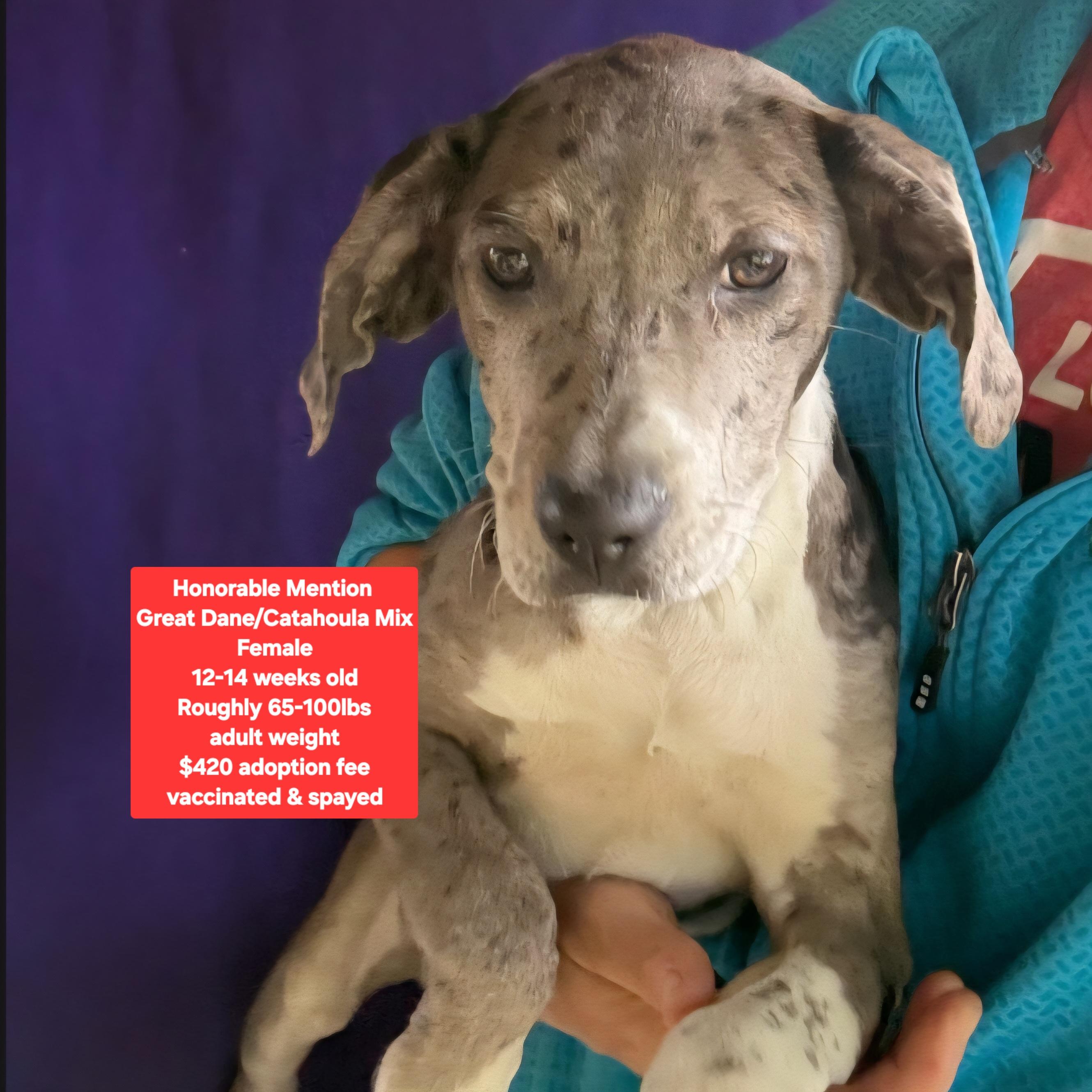 Honorable Mention, adopted, Puppy Female Great Dane & Catahoula Leopard Dog.
