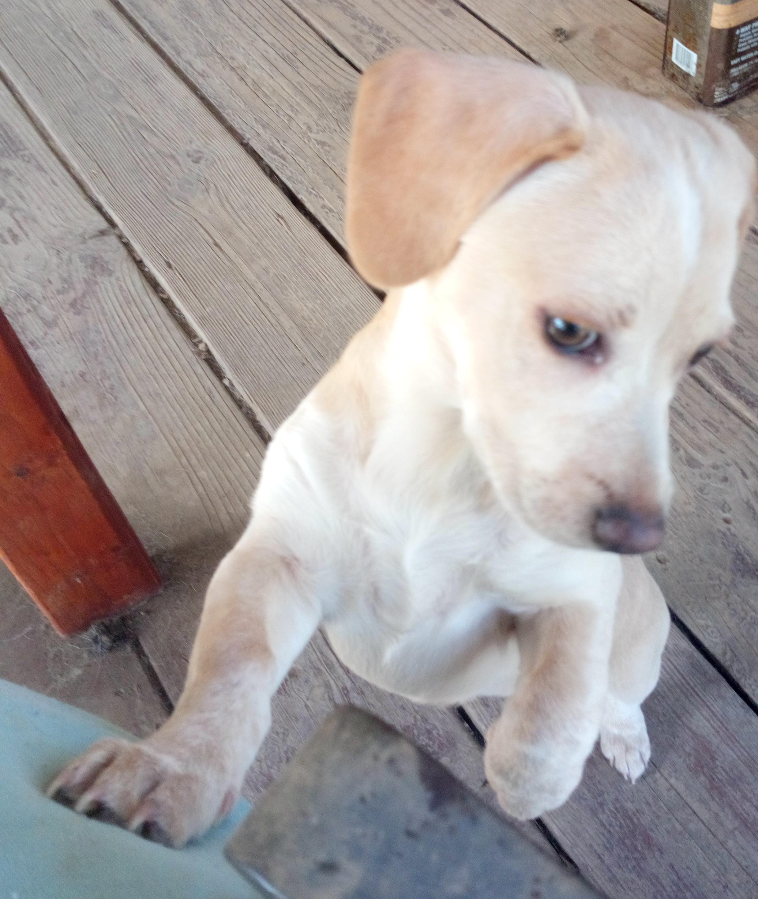 Wanda, a ADOPTABLE mixed breed in California Hot Springs, CA image 2/4