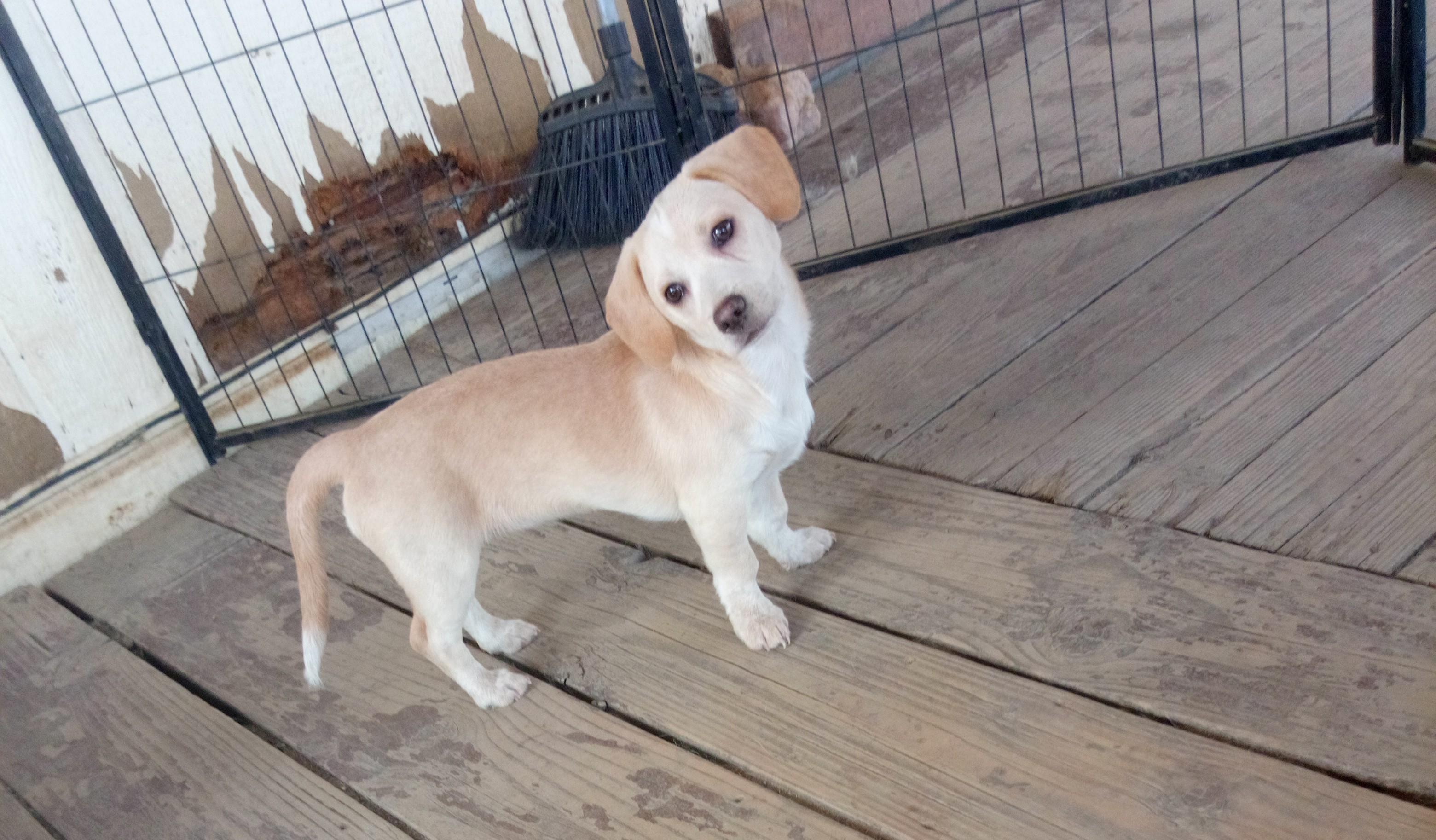 Wanda, ADOPTABLE, Puppy Female Dachshund & Chihuahua.