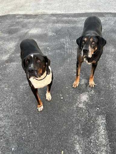 Enlarge Harley, a Adoptable mixed breed in Palm Bay , FL image 1/1