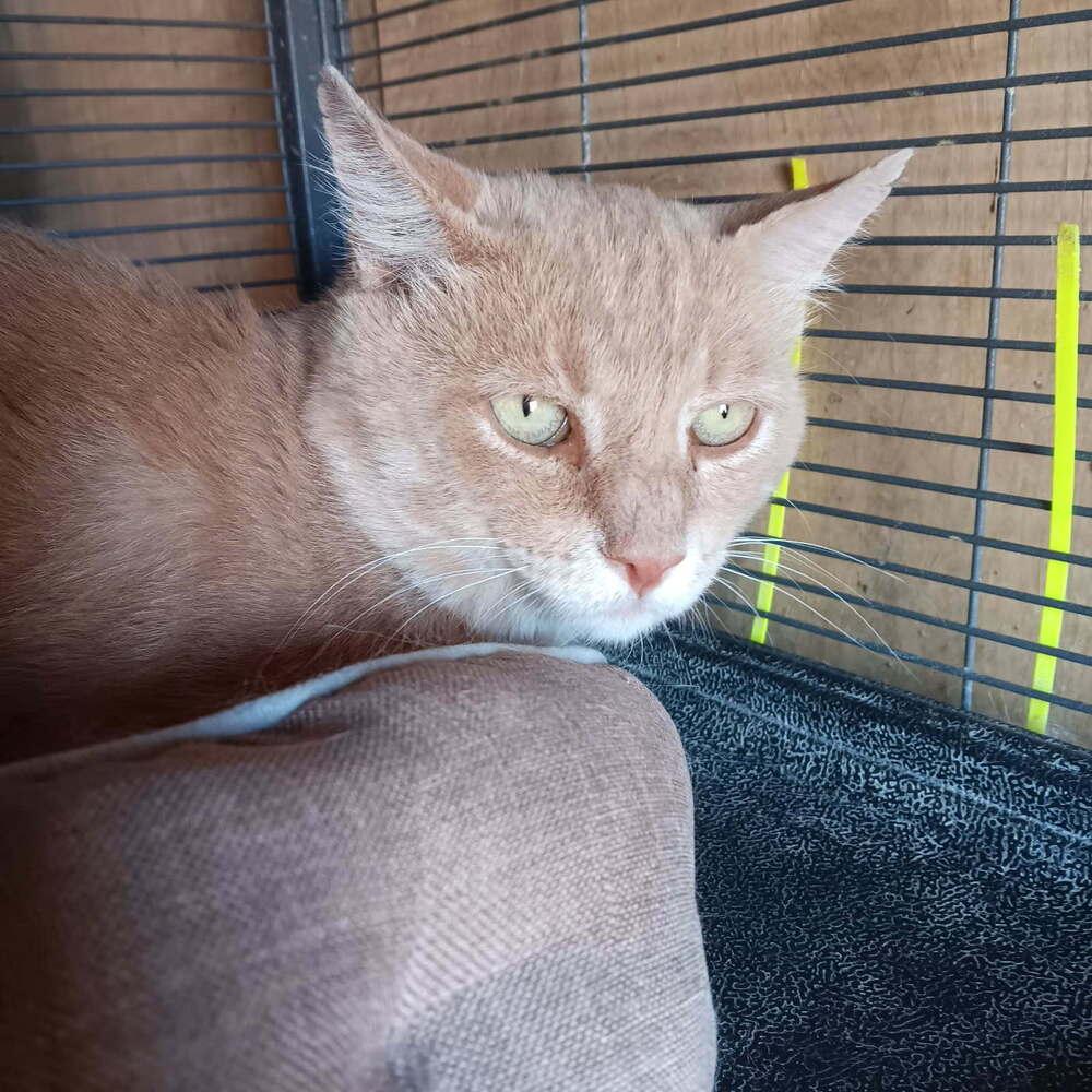 Teddy Cat, Adoptable, Adult Male Domestic Short Hair.