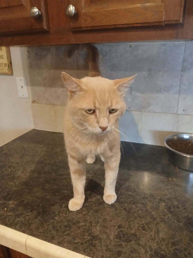 Teddy Cat, Adoptable, Adult Male Domestic Short Hair.