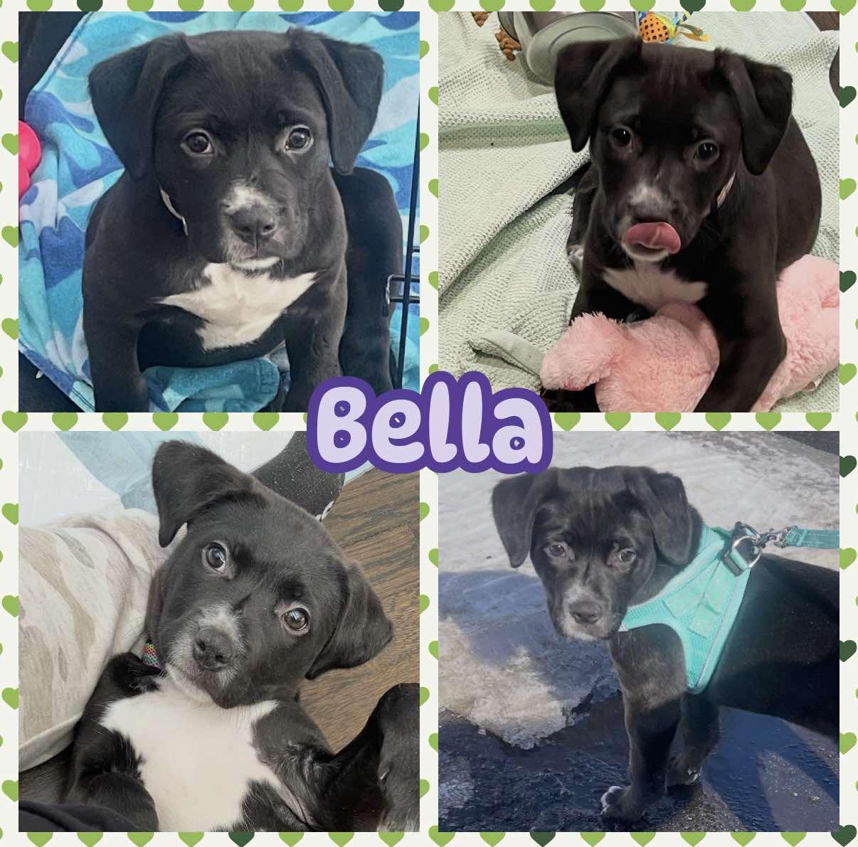 Enlarge Bella, an adopted mixed breed in Ringwood, NJ image 1/1