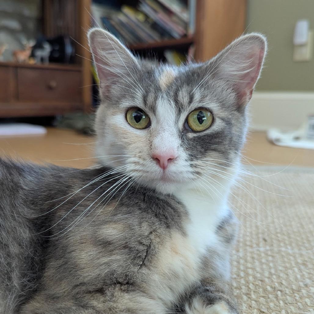 Maarva, Adoptable, Adult Female Domestic Medium Hair.