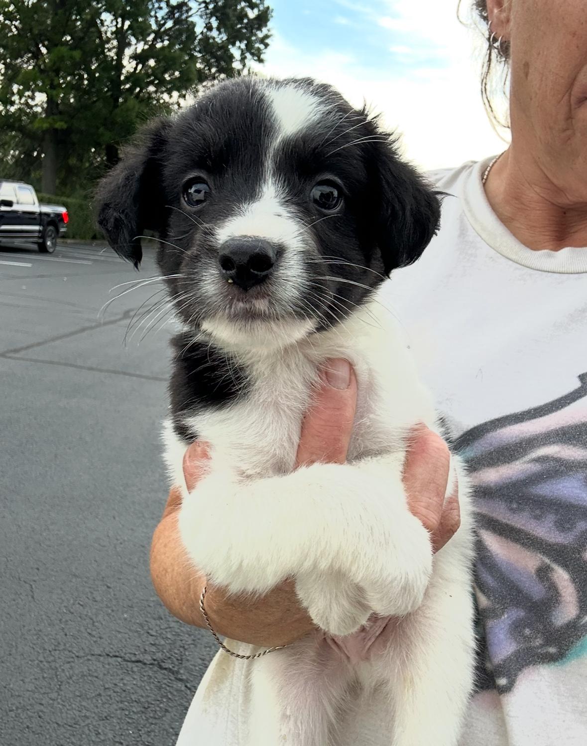 Nolan, an adoptable Cavapoo, Retriever in Arlington Heights, IL, 60004 | Photo Image 2
