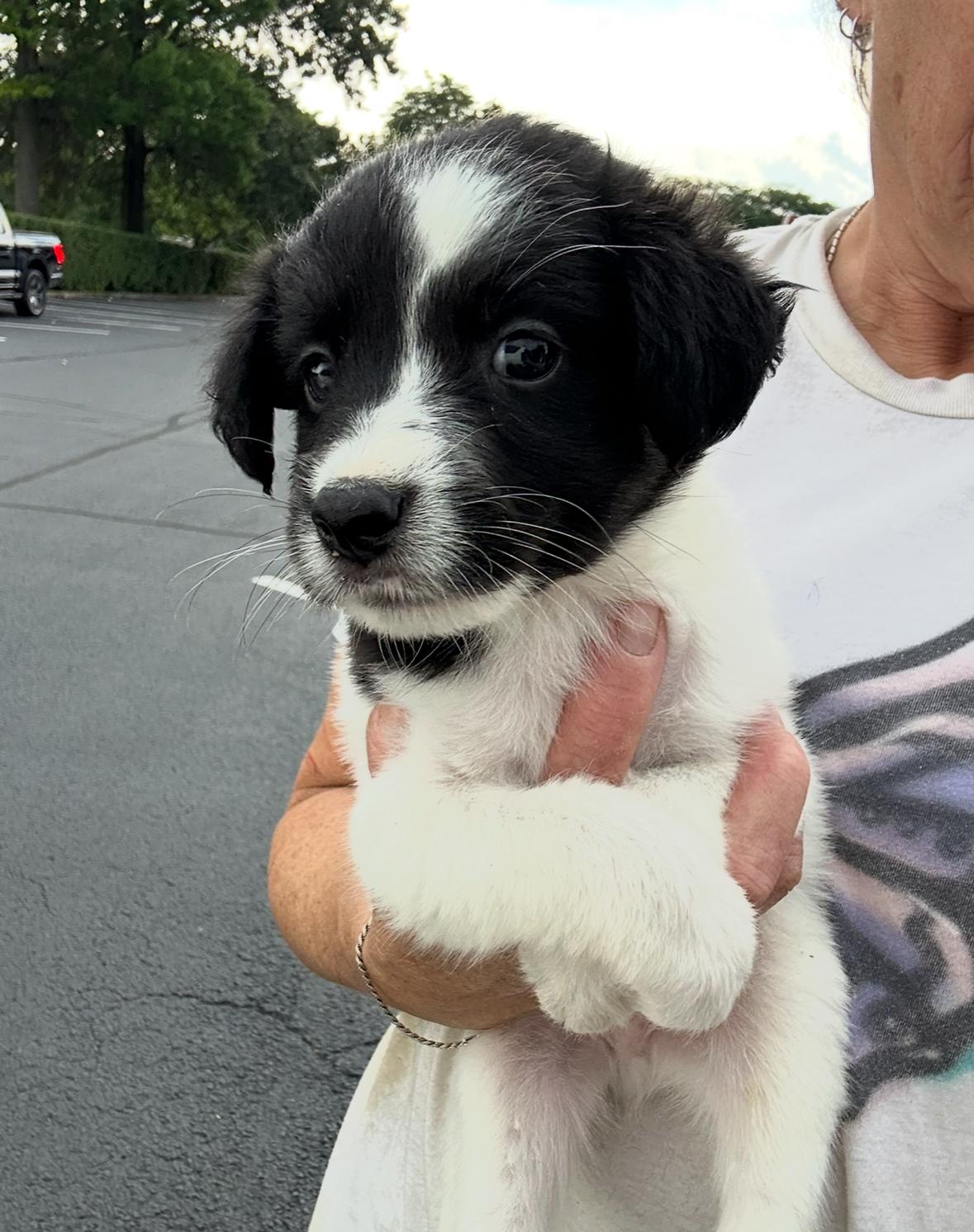 Nolan, an adoptable Cavapoo, Retriever in Arlington Heights, IL, 60004 | Photo Image 3