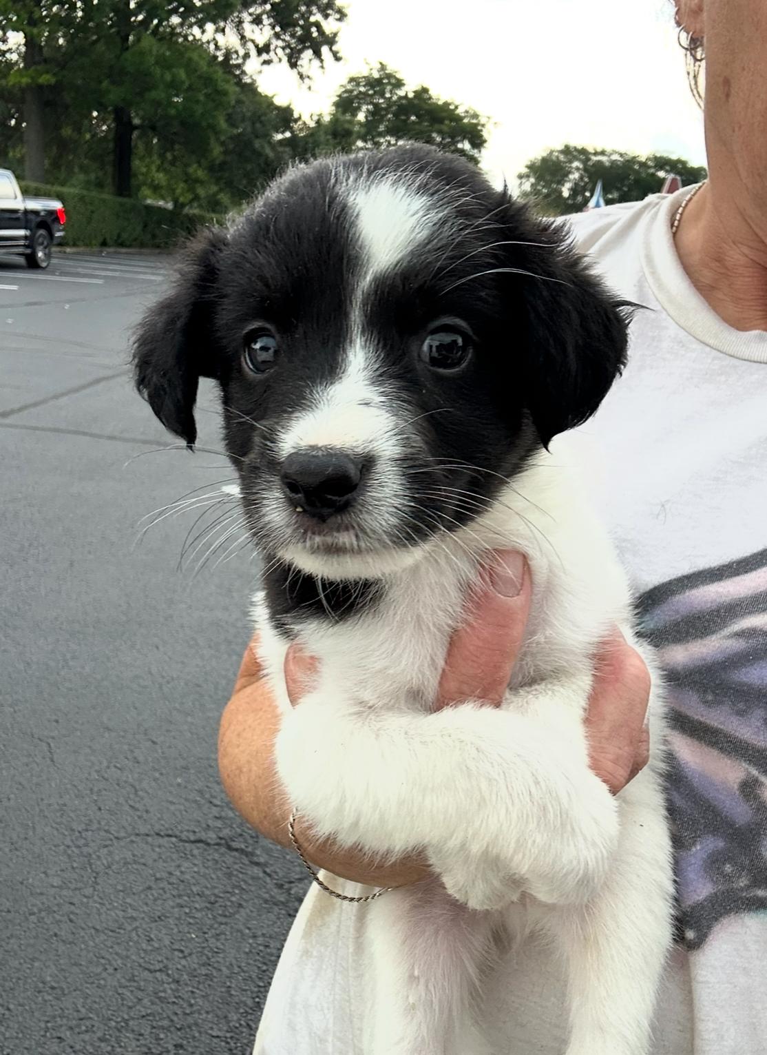 Nolan, an adoptable Cavapoo, Retriever in Arlington Heights, IL, 60004 | Photo Image 5