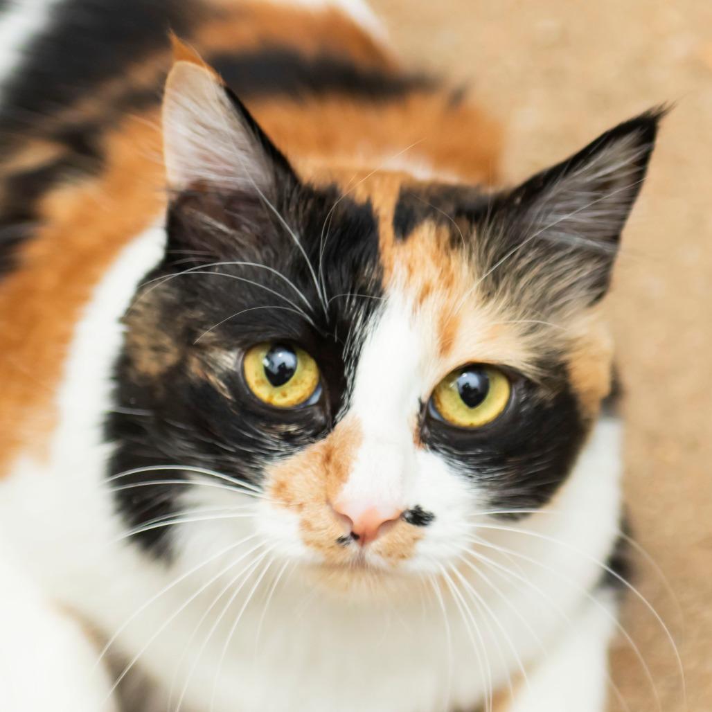 Nala, Adoptable, Adult Female Domestic Short Hair.