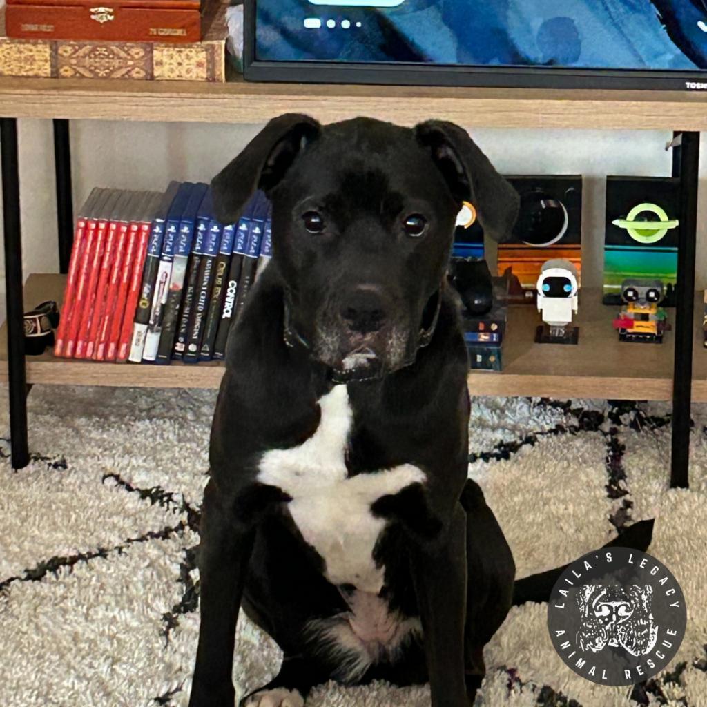 Enlarge Stella, a Adoptable mixed breed in Washington, DC image 1/6