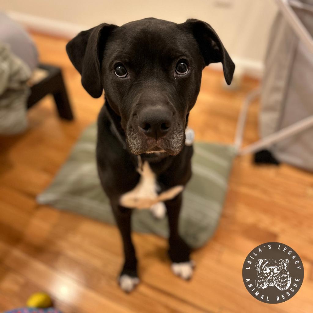 Enlarge Stella, a Adoptable mixed breed in Washington, DC image 2/6