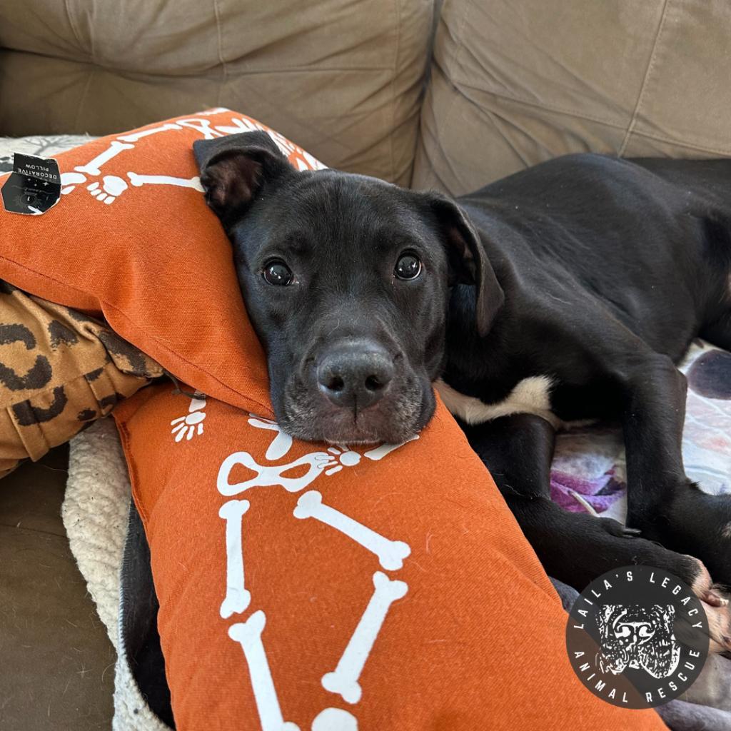 Enlarge Stella, a Adoptable mixed breed in Washington, DC image 3/6