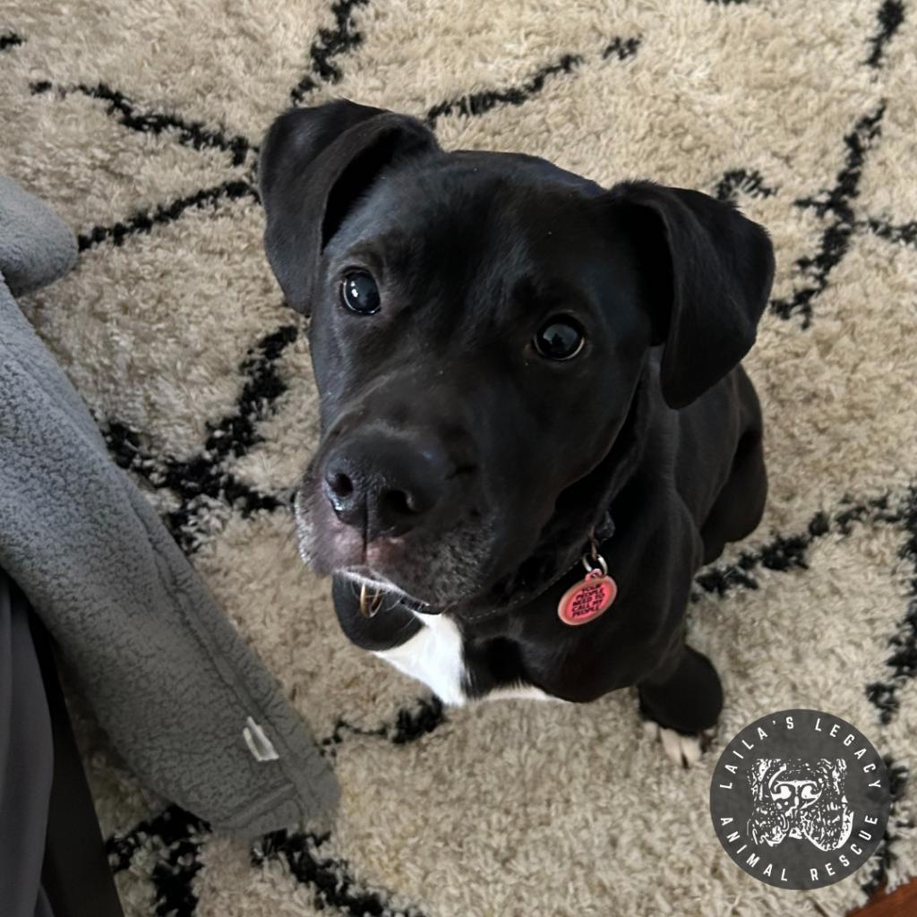 Enlarge Stella, a Adoptable mixed breed in Washington, DC image 4/6