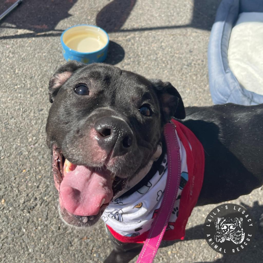 Enlarge Stella, a Adoptable mixed breed in Washington, DC image 5/6