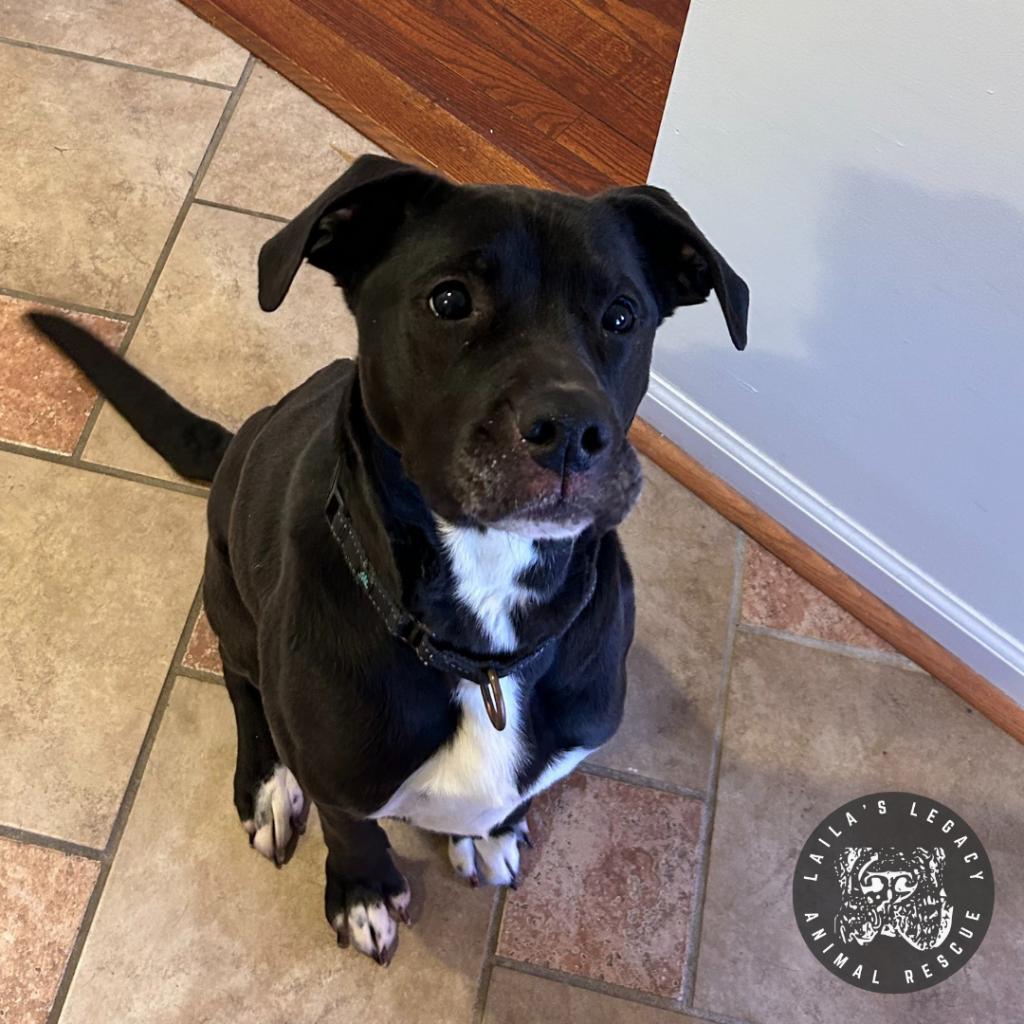 Enlarge Stella, a Adoptable mixed breed in Washington, DC image 6/6