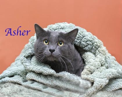 Asher, Adoptable, Adult Male Domestic Short Hair & Domestic Short Hair.