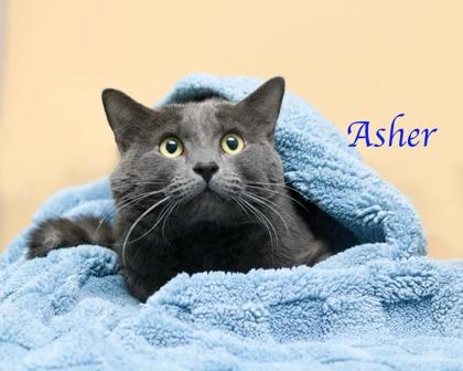Asher, a Adoptable mixed breed in Parma, OH image 2/2