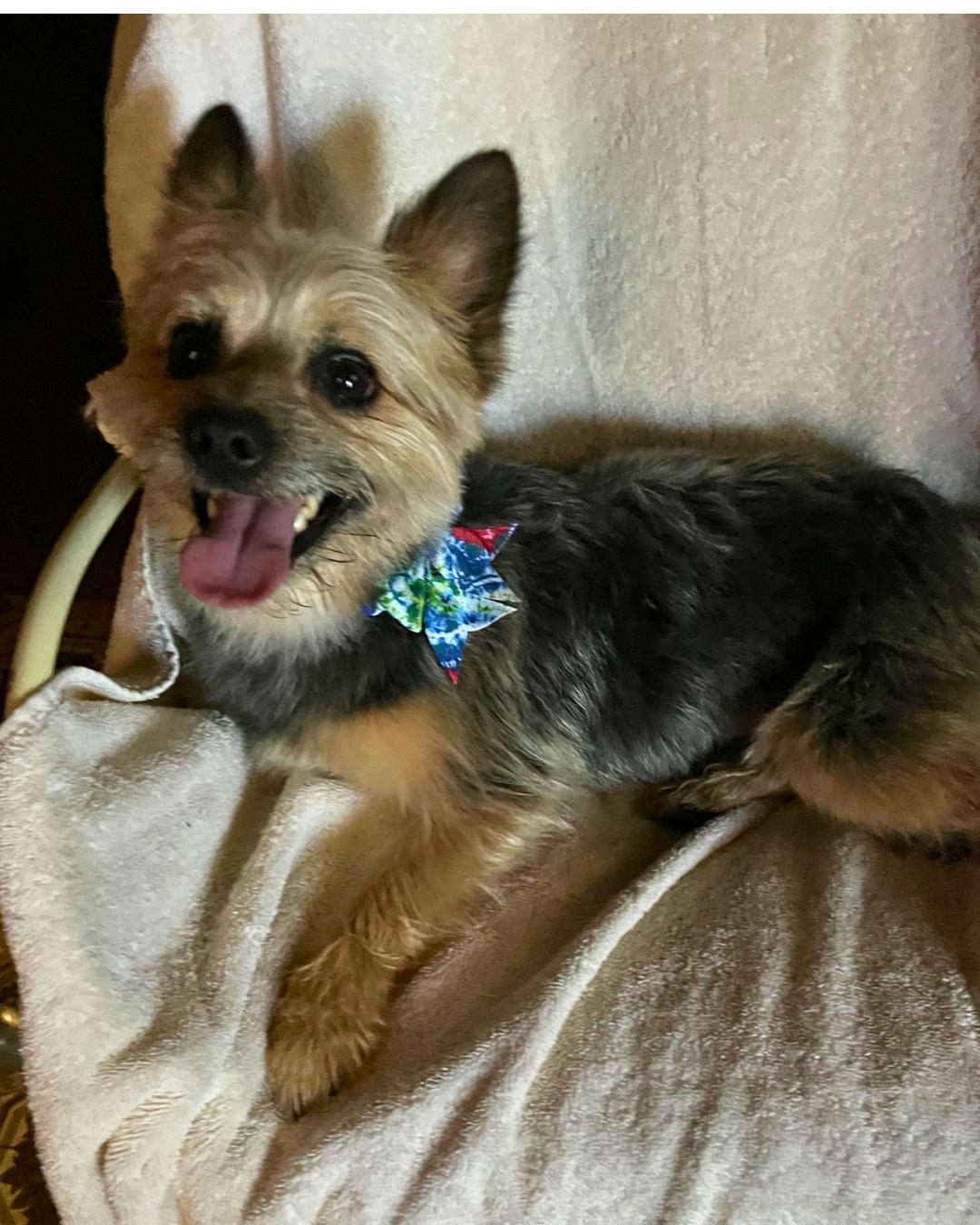 Enlarge Benny – Young Pom/Yorkie Mix, an adopted mixed breed in Tulsa, OK image 2/2