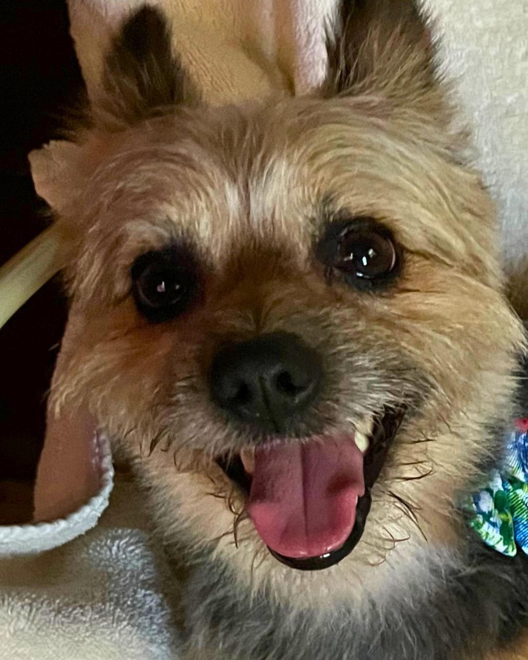 Benny – Young Pom/Yorkie Mix, adopted, Adult Male Yorkshire Terrier & Pomeranian.