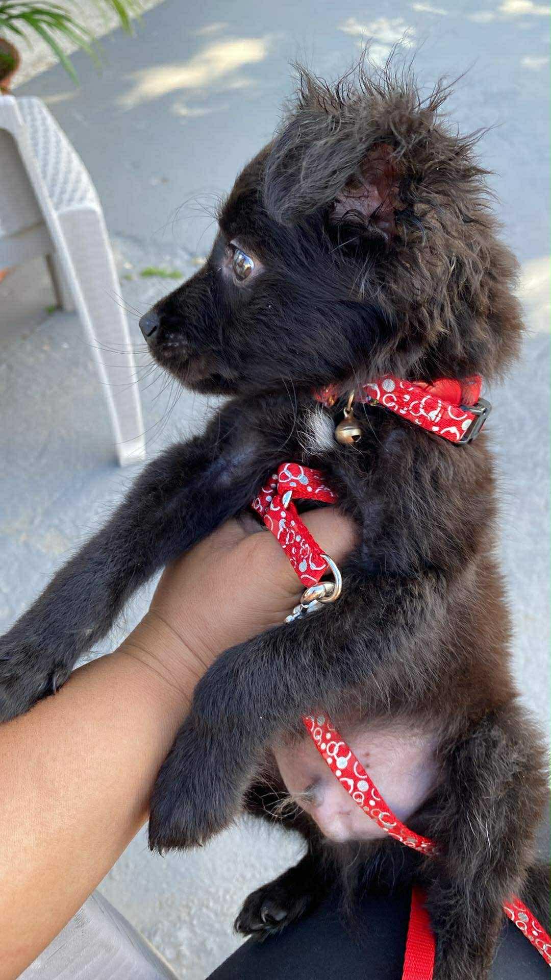 Judah, ADOPTABLE, Puppy Male Pomeranian.