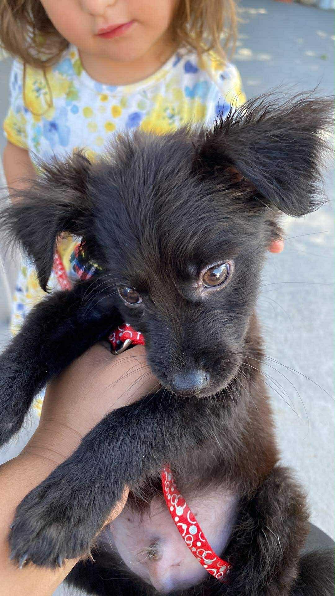 Judah, a ADOPTABLE mixed breed in Commerce City, CO image 2/3