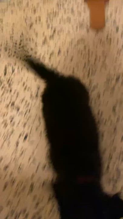 Enlarge Judah, a ADOPTABLE mixed breed in Commerce City, CO video 3/3