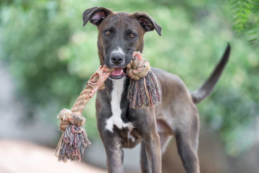 Enlarge Jack, an adoptable mixed breed in Ramona, CA image 1/6
