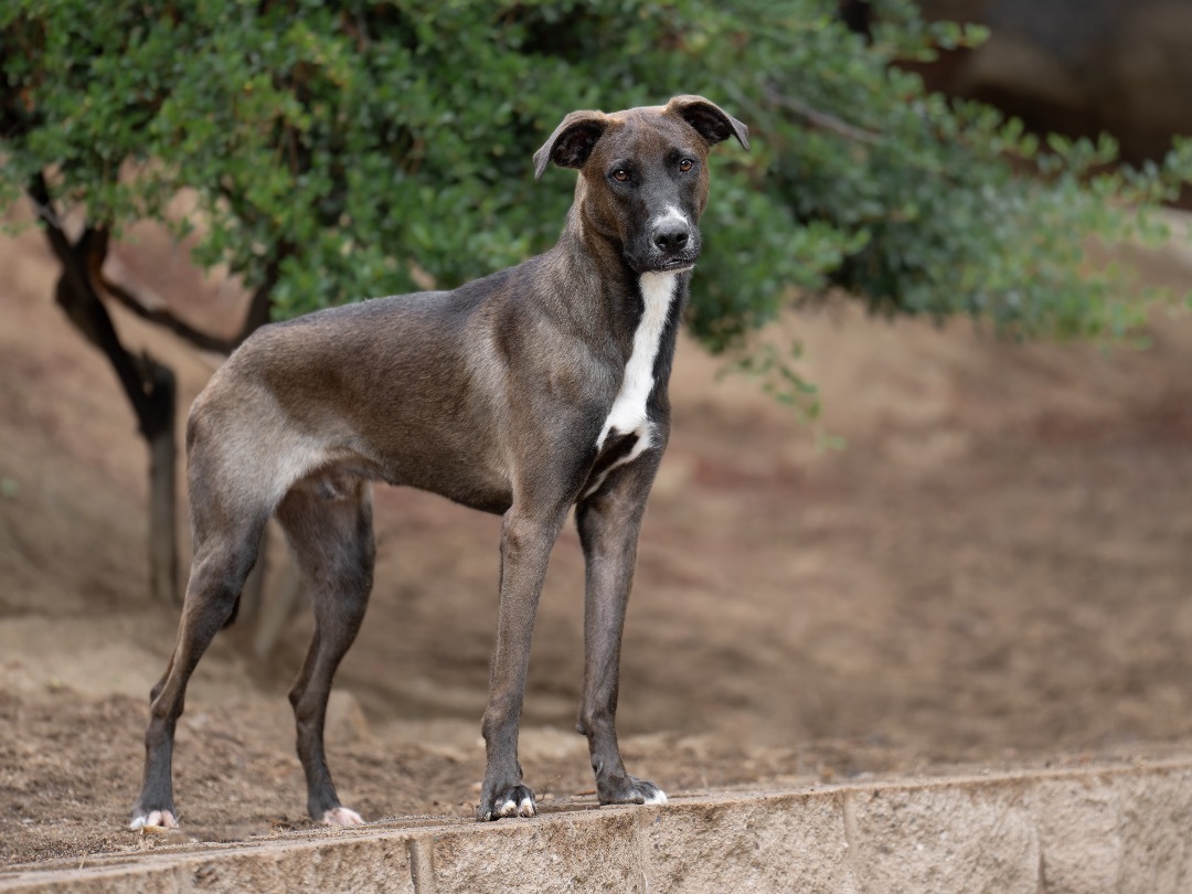 Enlarge Jack, an adoptable mixed breed in Ramona, CA image 2/6