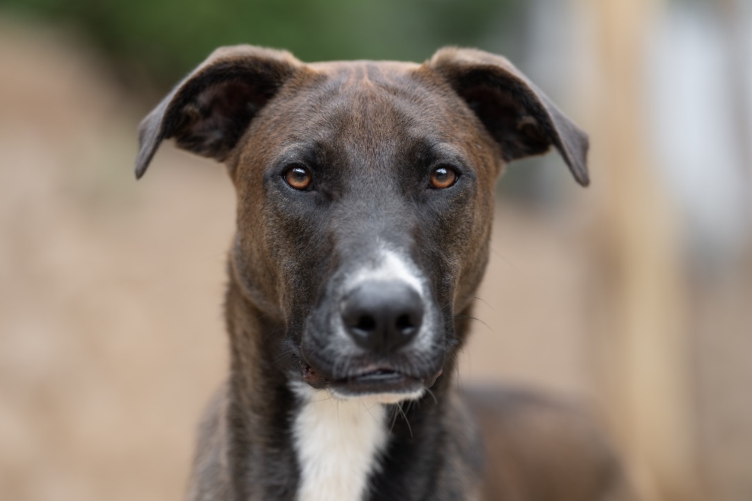 Enlarge Jack, an adoptable mixed breed in Ramona, CA image 3/6