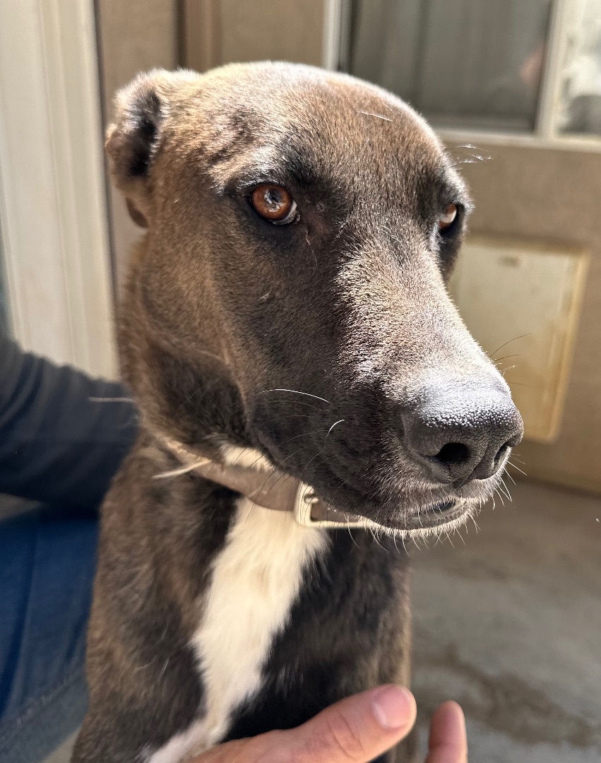 Enlarge Jack, an adoptable mixed breed in Ramona, CA image 4/6