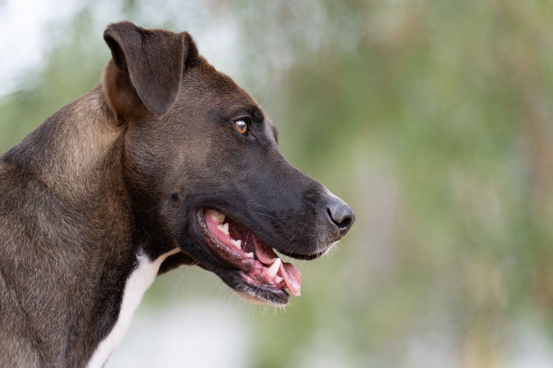 Enlarge Jack, an adoptable mixed breed in Ramona, CA image 5/6