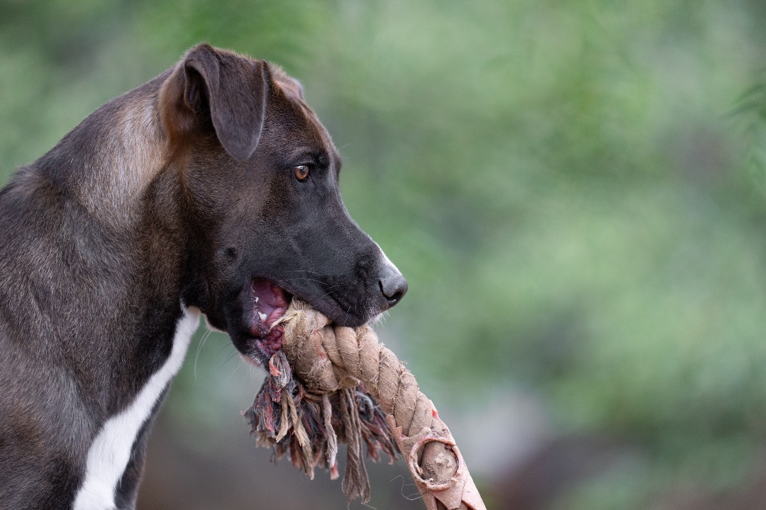 Enlarge Jack, an adoptable mixed breed in Ramona, CA image 6/6