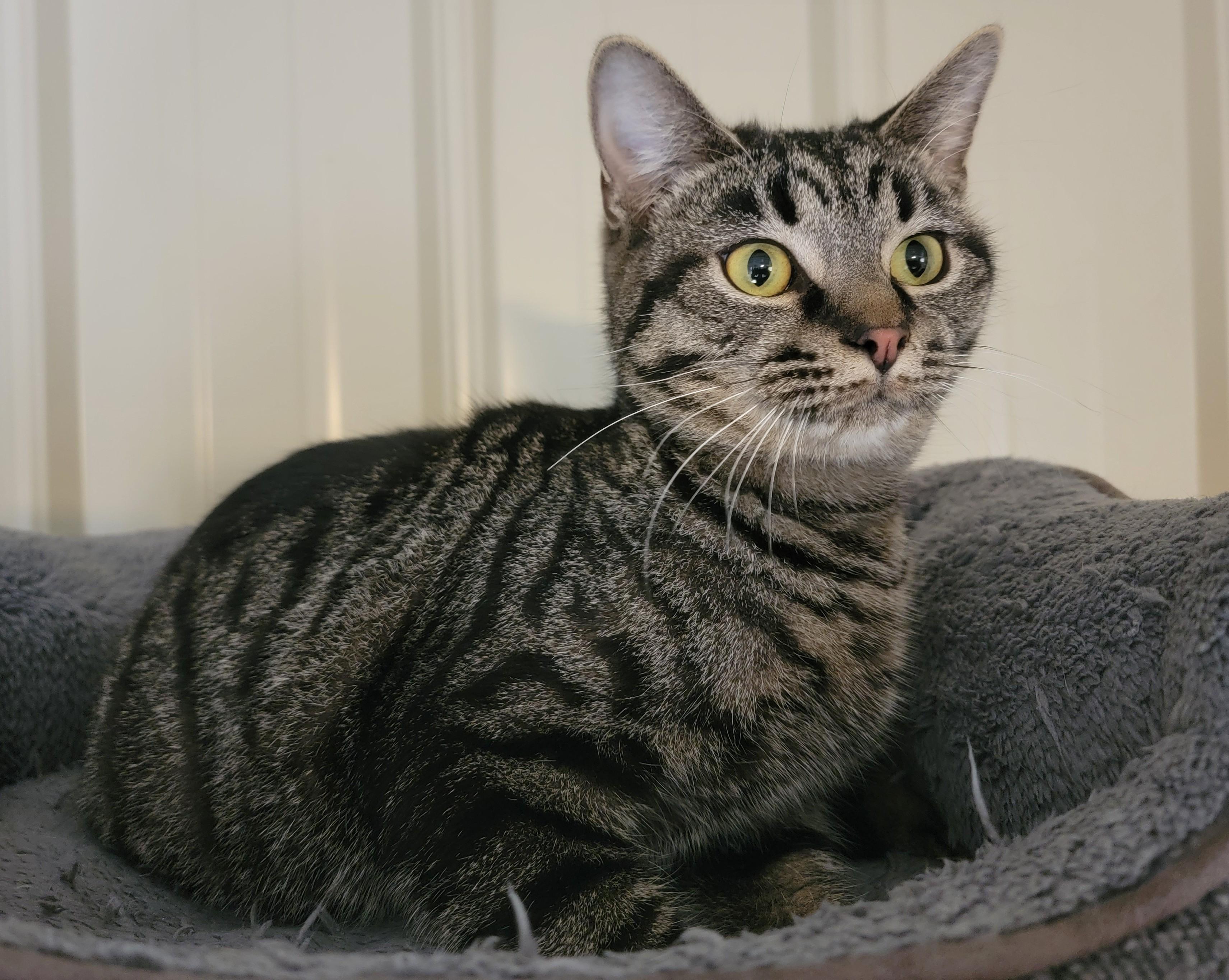 Enlarge Rocco, a Adoptable Domestic Short Hair in Mount Sterling, KY image 3/3